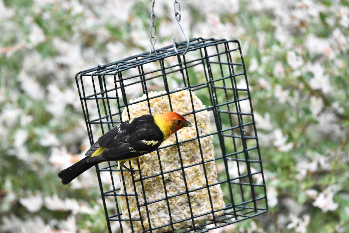 Western Tanager - ML620517077