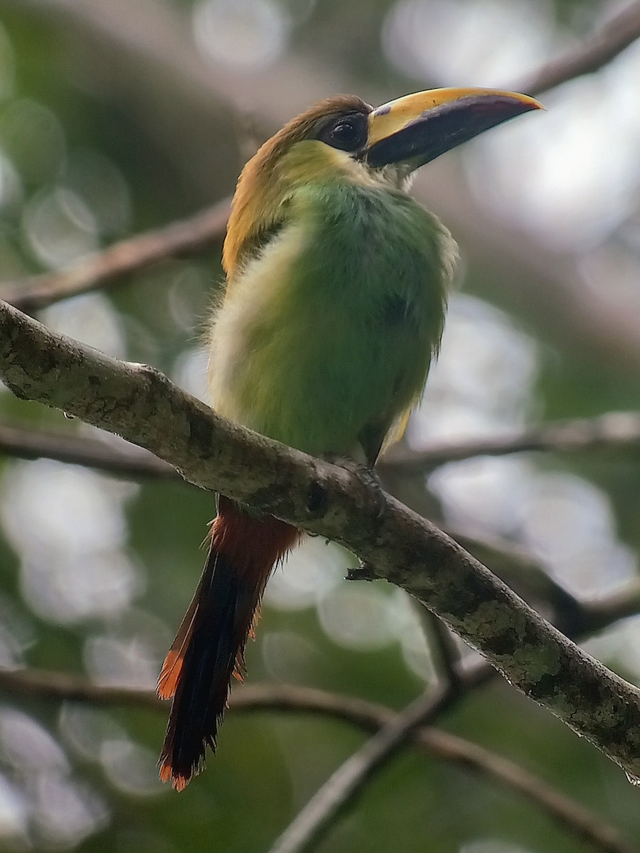 Toucanet émeraude - ML620517078