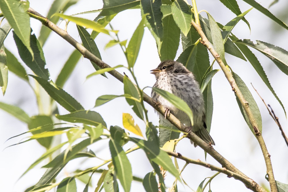 Chipping Sparrow - ML620517079