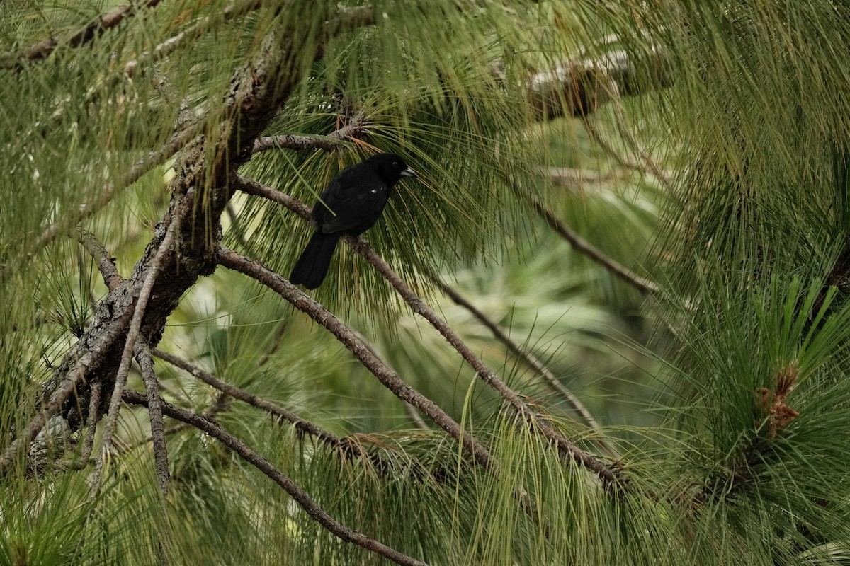 White-lined Tanager - ML620517084