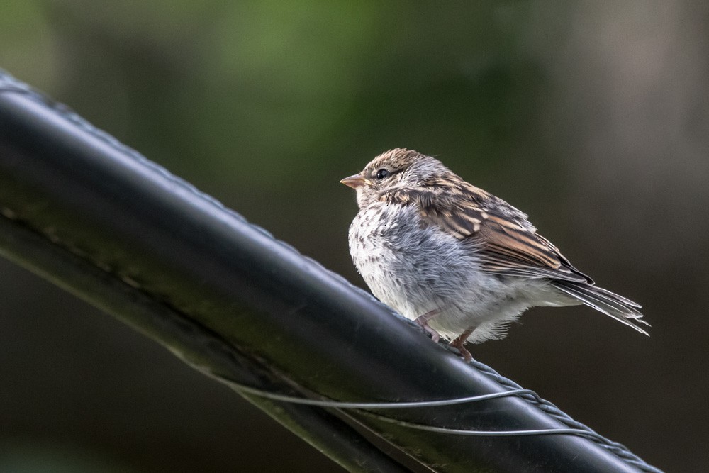 Chipping Sparrow - ML620517088