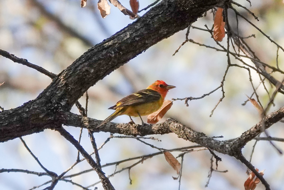 Western Tanager - ML620517089