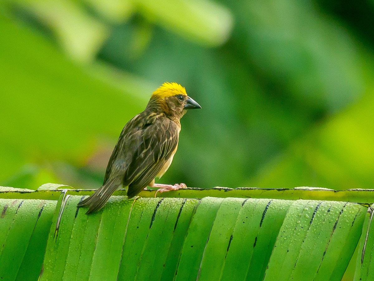 Baya Weaver - ML620517099