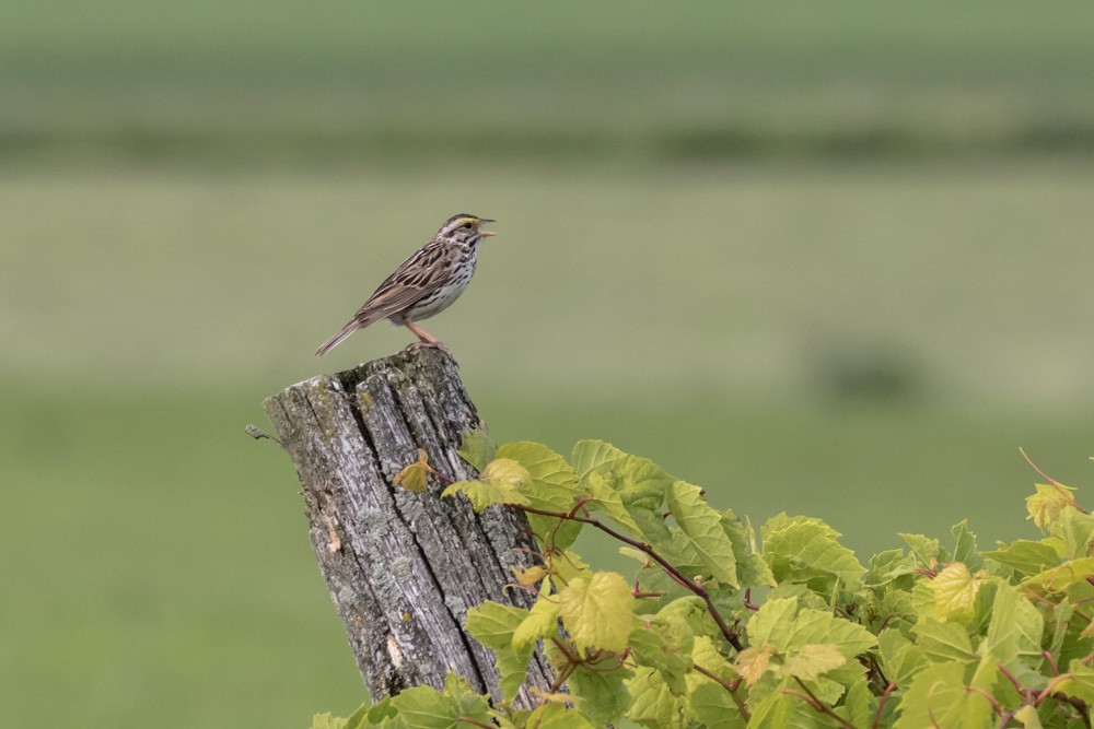 Savannah Sparrow - ML620517103