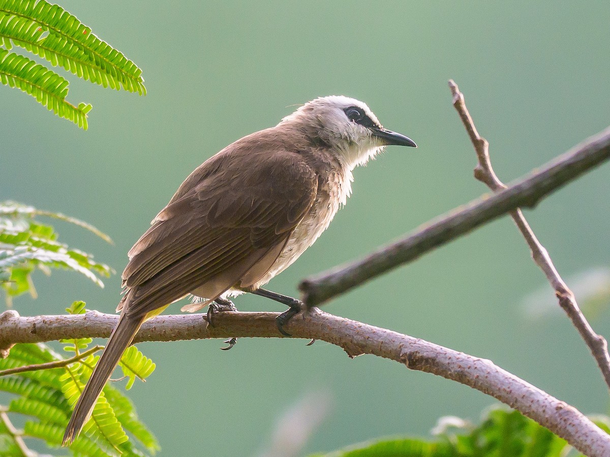 Yellow-vented Bulbul - ML620517105