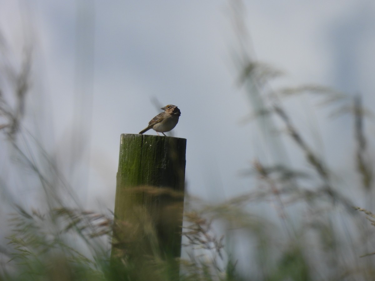 Grasshopper Sparrow - E White