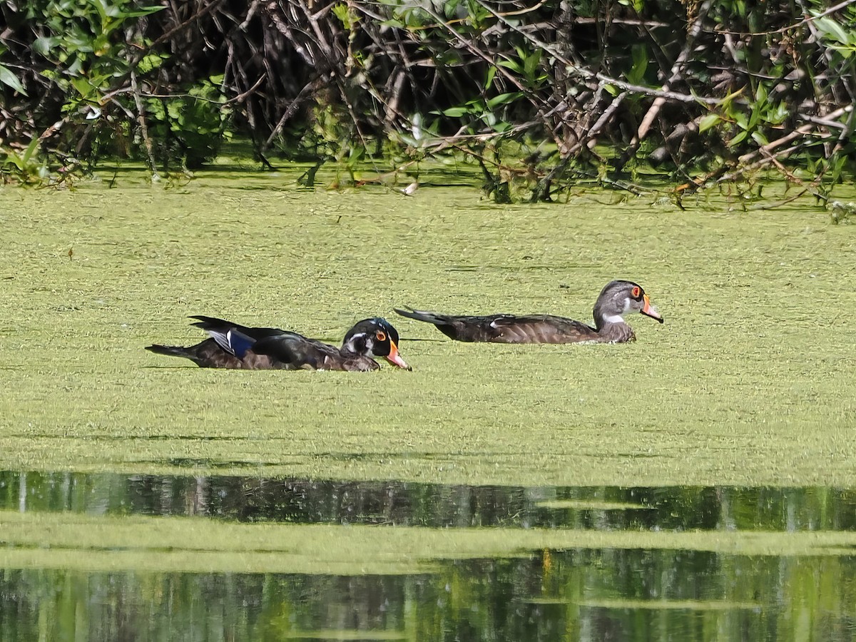 Wood Duck - ML620517115