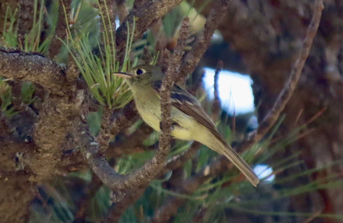 Western Flycatcher (Cordilleran) - Jonathan Montgomery