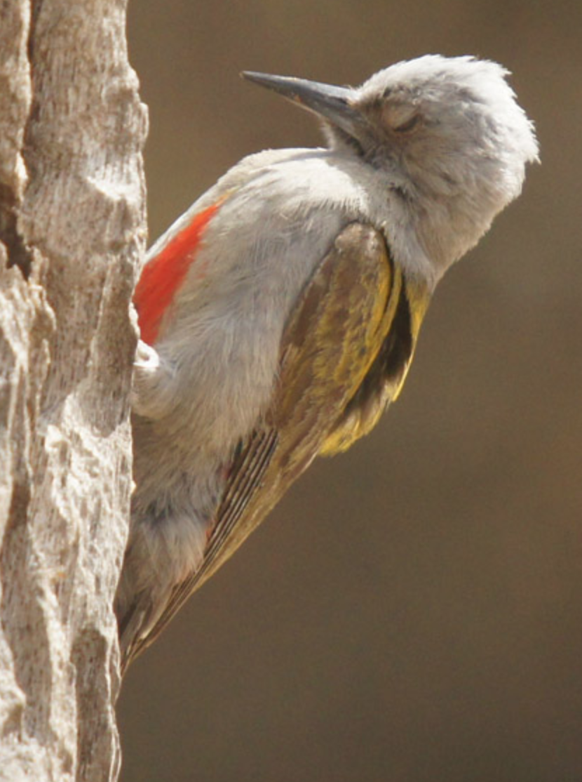 Mountain Gray Woodpecker - ML620517122