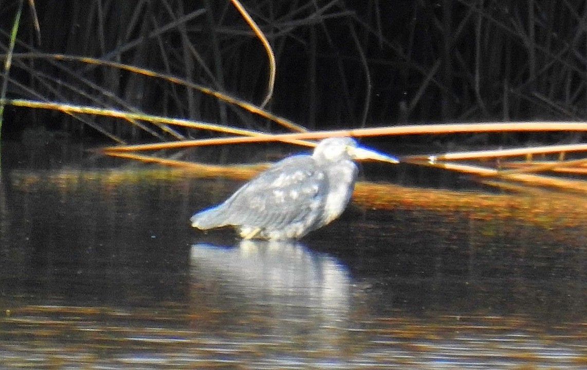 Little Blue Heron - ML620517124