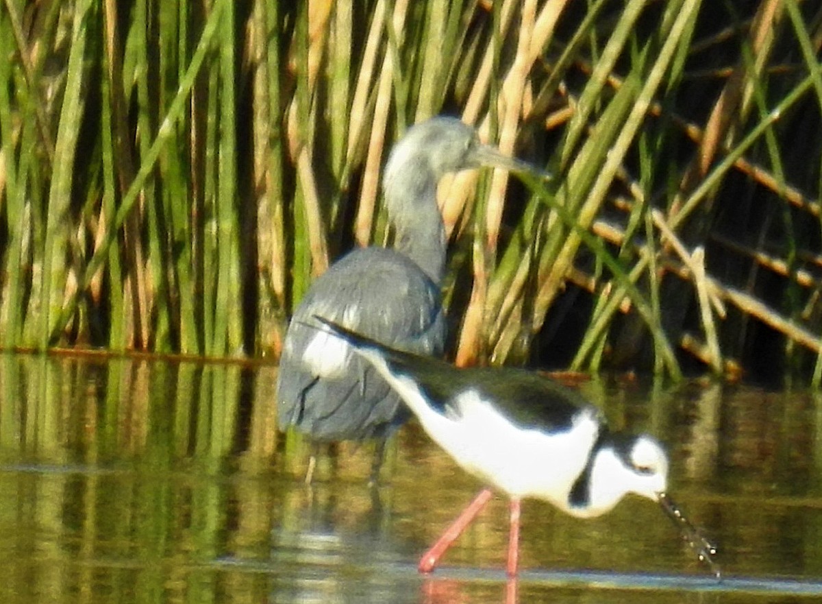 Little Blue Heron - ML620517128