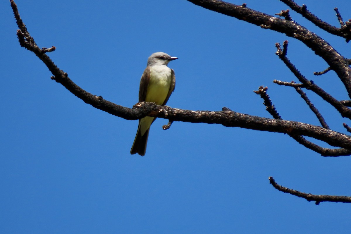 Western Kingbird - ML620517130