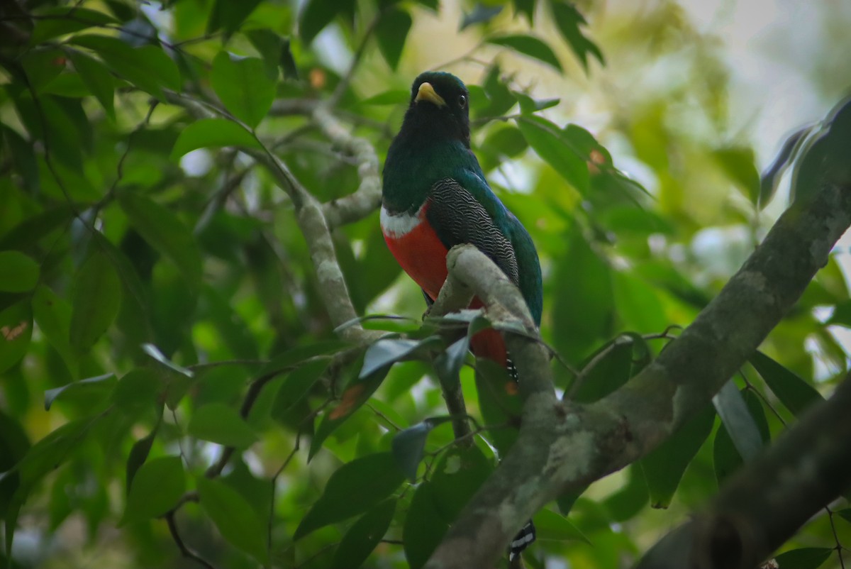 Collared Trogon - ML620517131