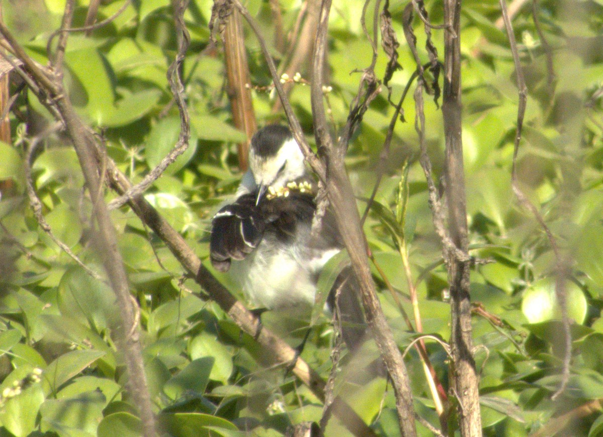 Black-backed Water-Tyrant - ML620517135