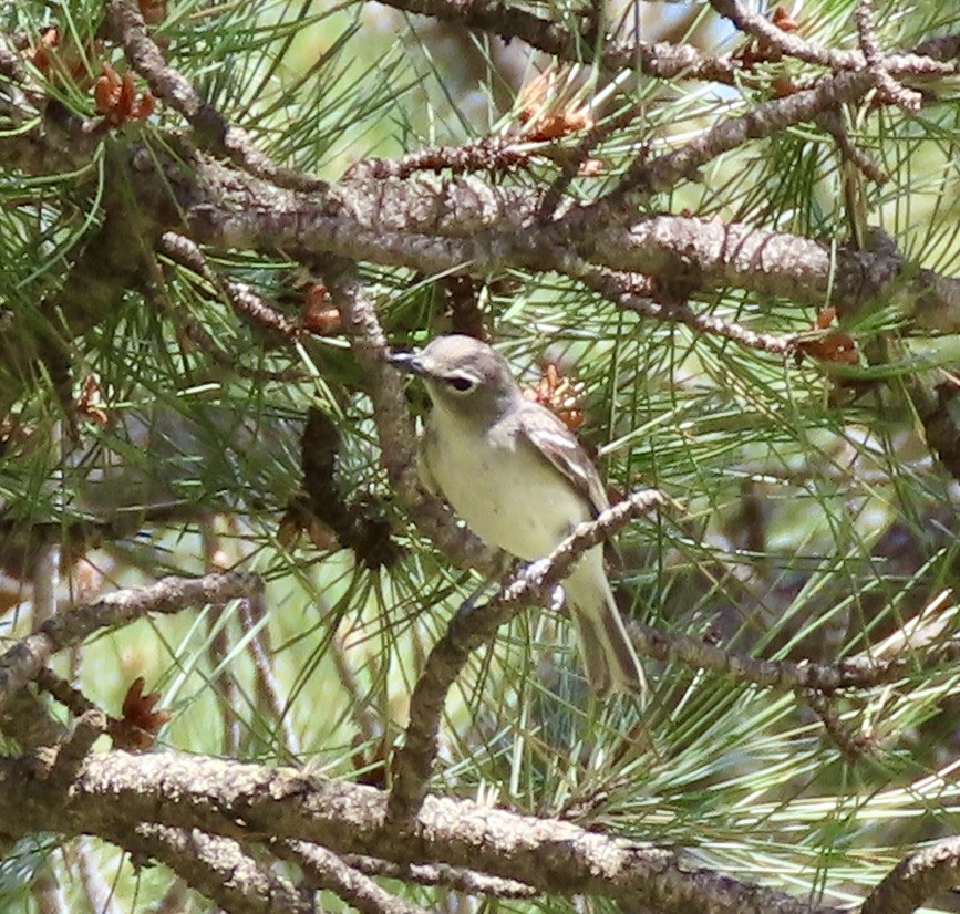 Kurşuni Vireo - ML620517137