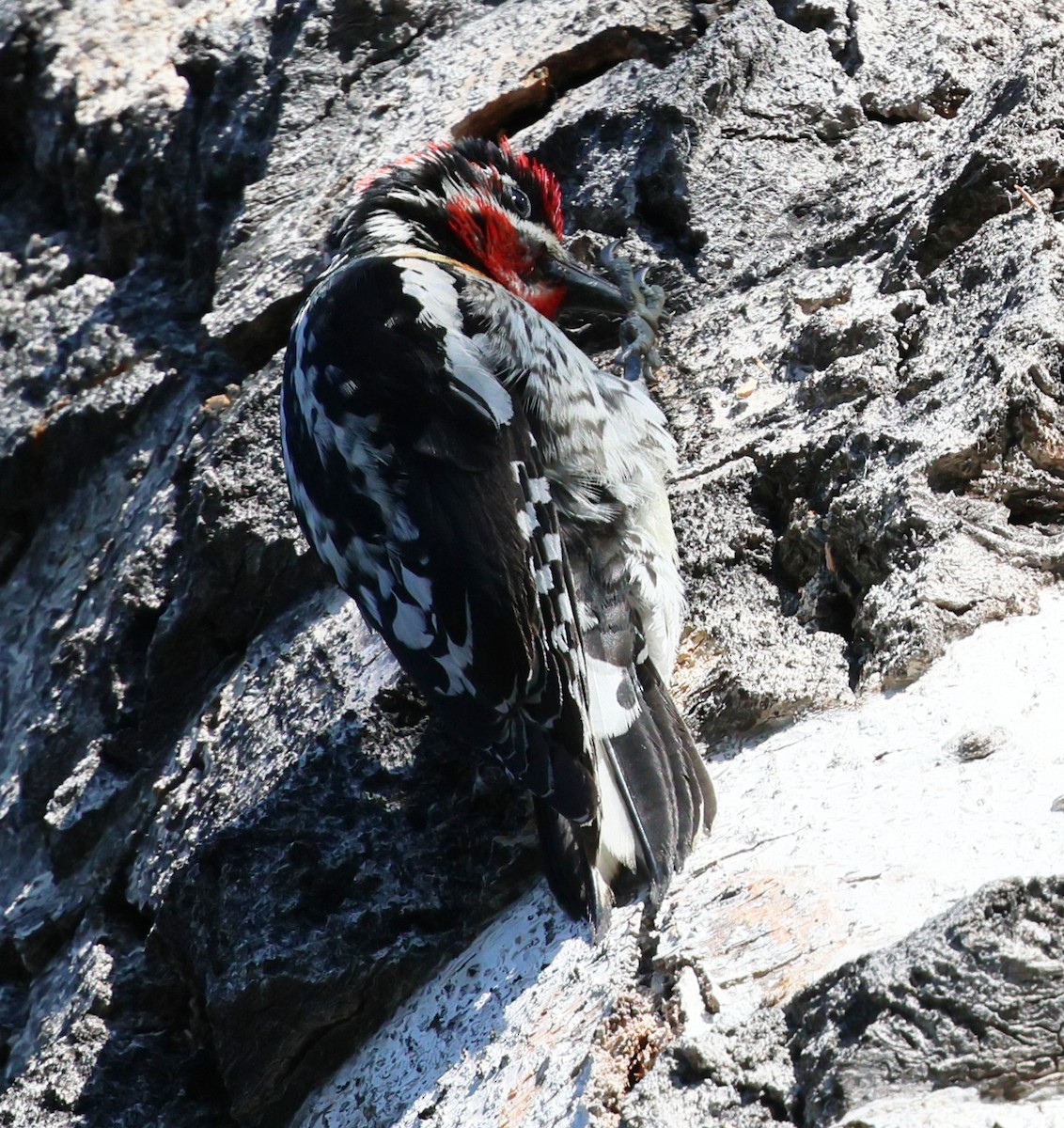 Red-naped Sapsucker - ML620517144