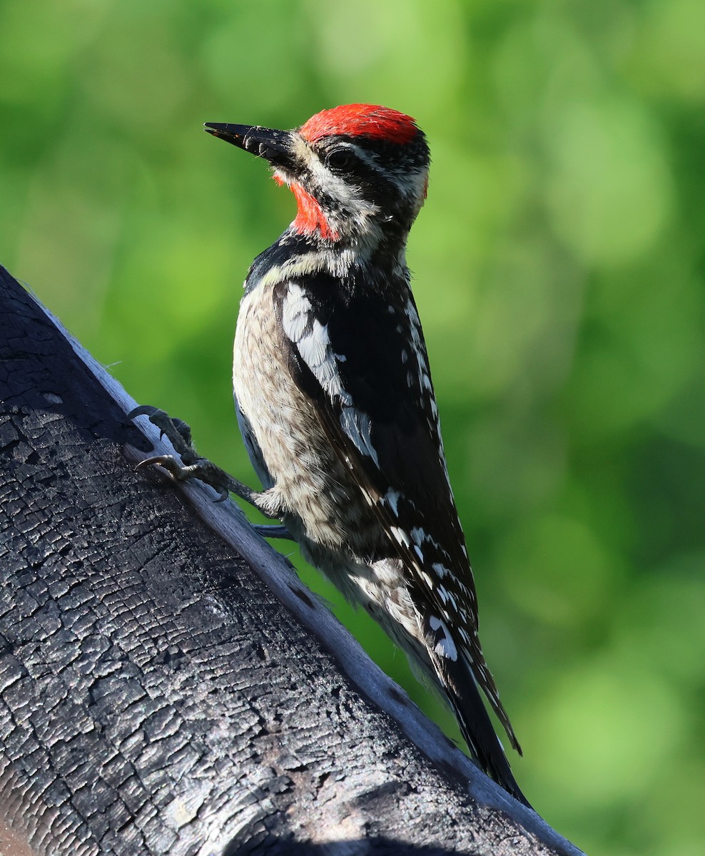 Red-naped Sapsucker - ML620517146