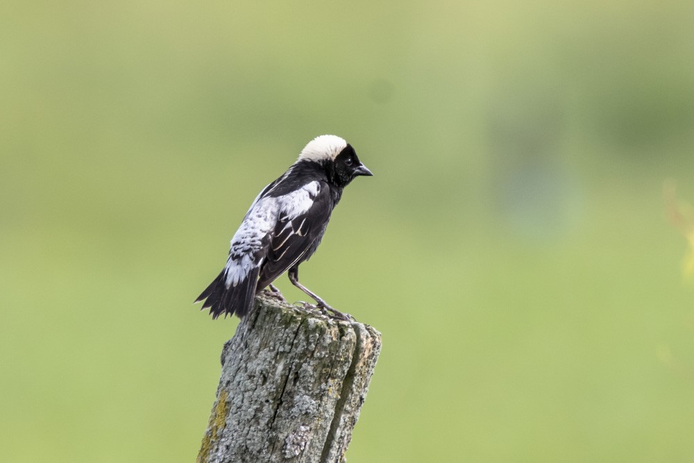 bobolink americký - ML620517147