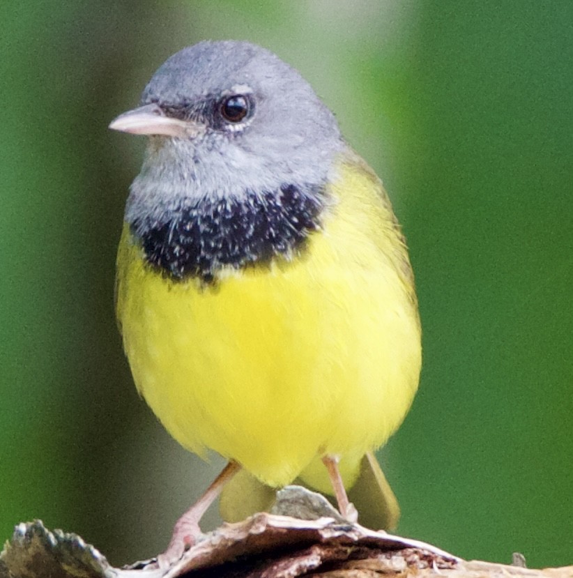 Mourning Warbler - ML620517151