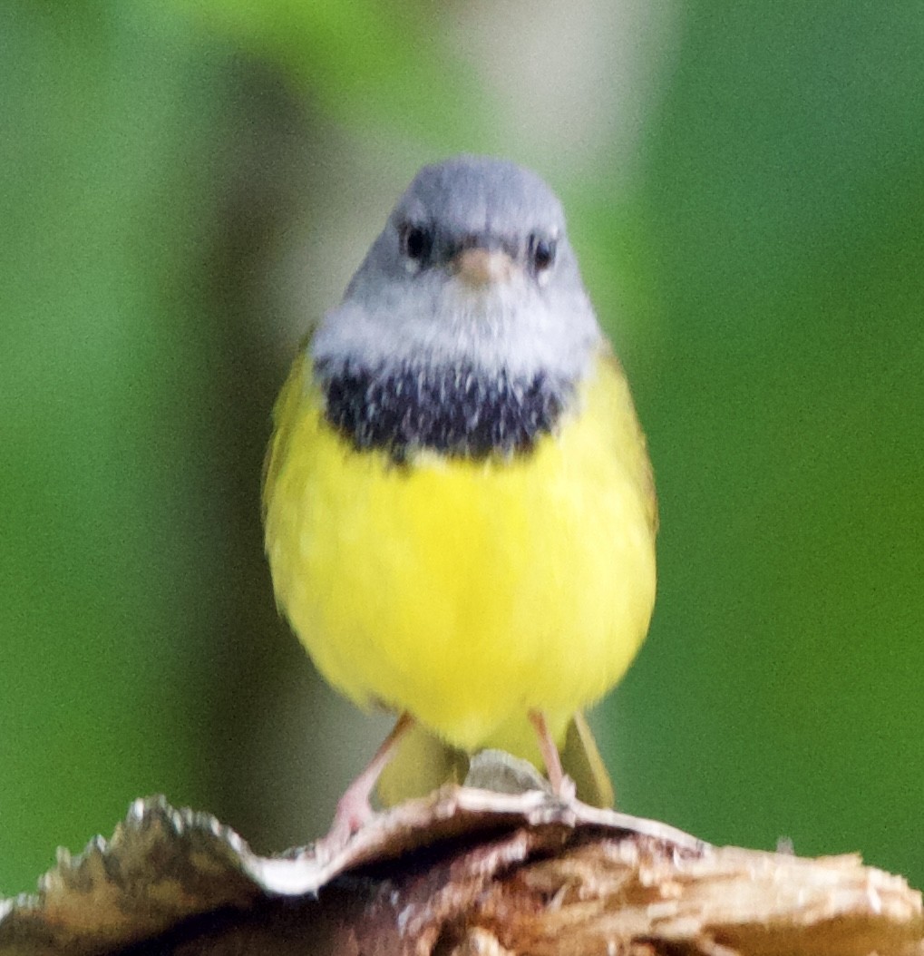 Mourning Warbler - ML620517156