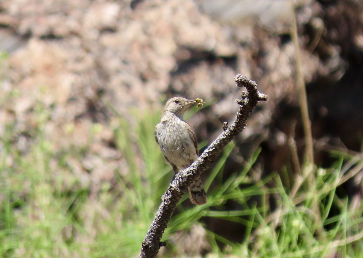 Rock Wren - ML620517157