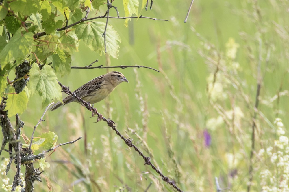 Bobolink - Jean-Guy Papineau