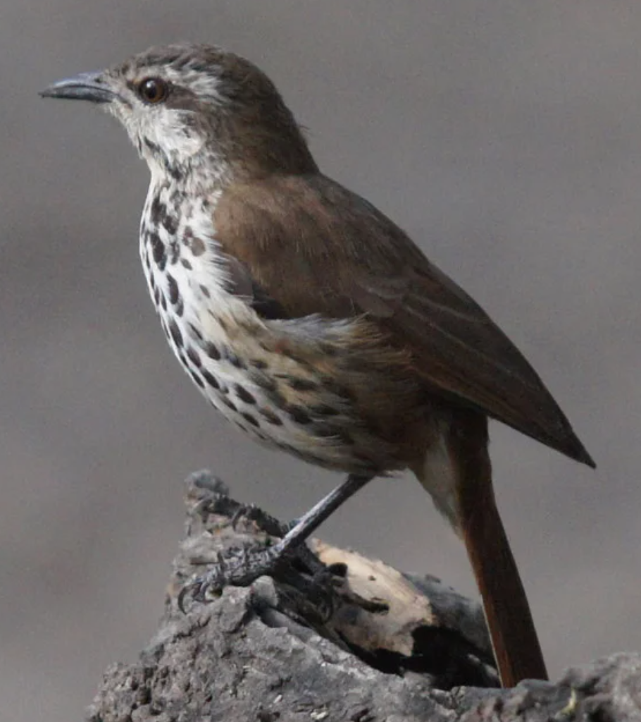Spotted Morning-Thrush - ML620517160