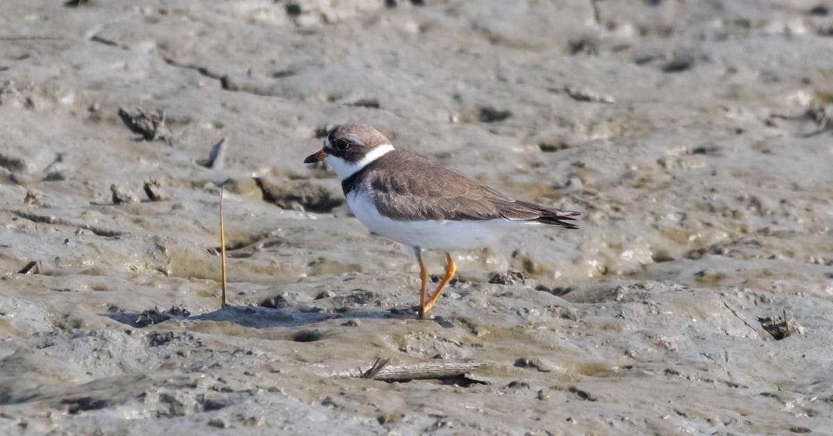 Semipalmated Plover - ML620517161