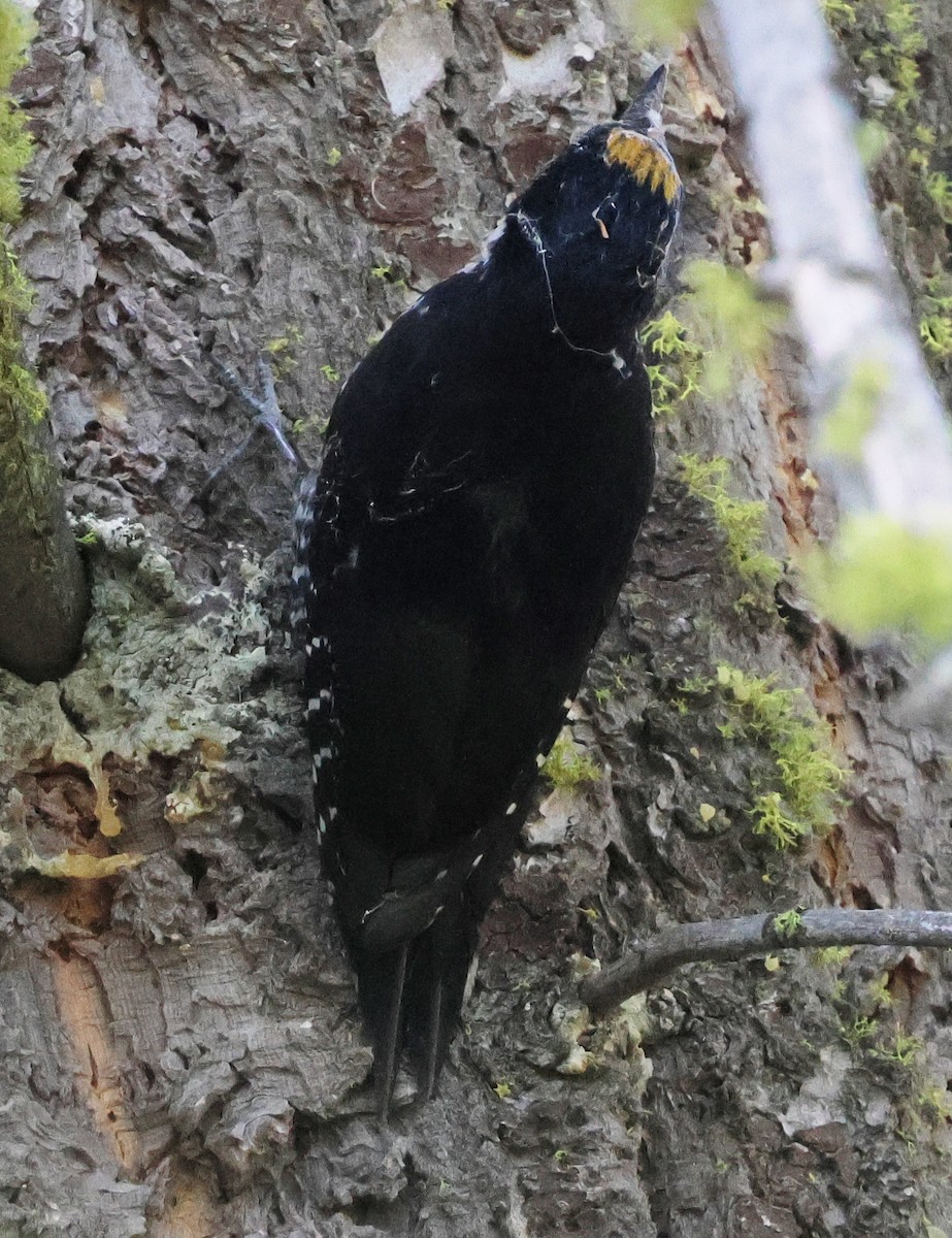 Black-backed Woodpecker - ML620517162