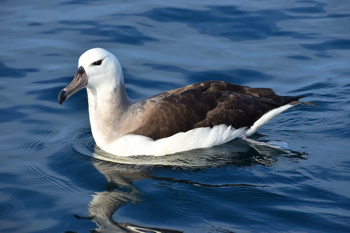 Black-browed Albatross - ML620517169