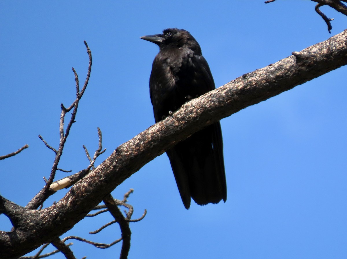 American Crow - ML620517170