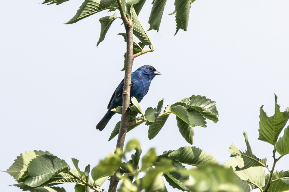 Passerin indigo - ML620517171