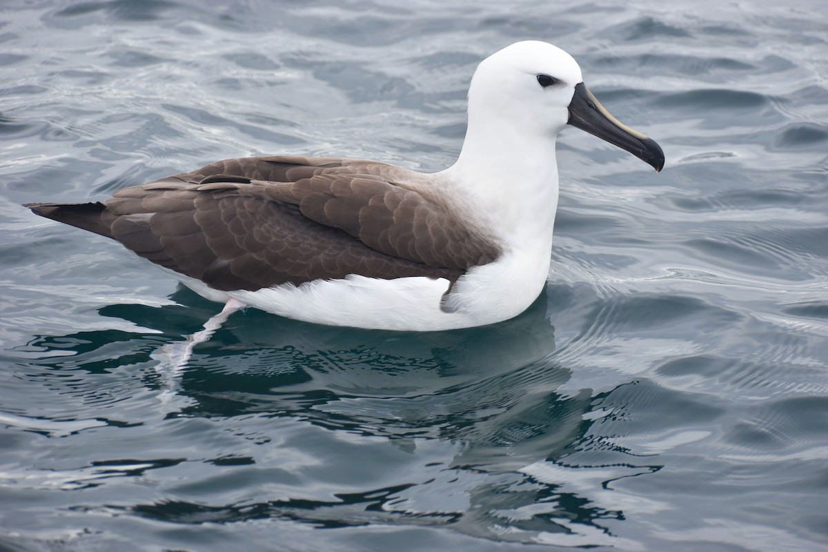 Gelbnasenalbatros - ML620517173