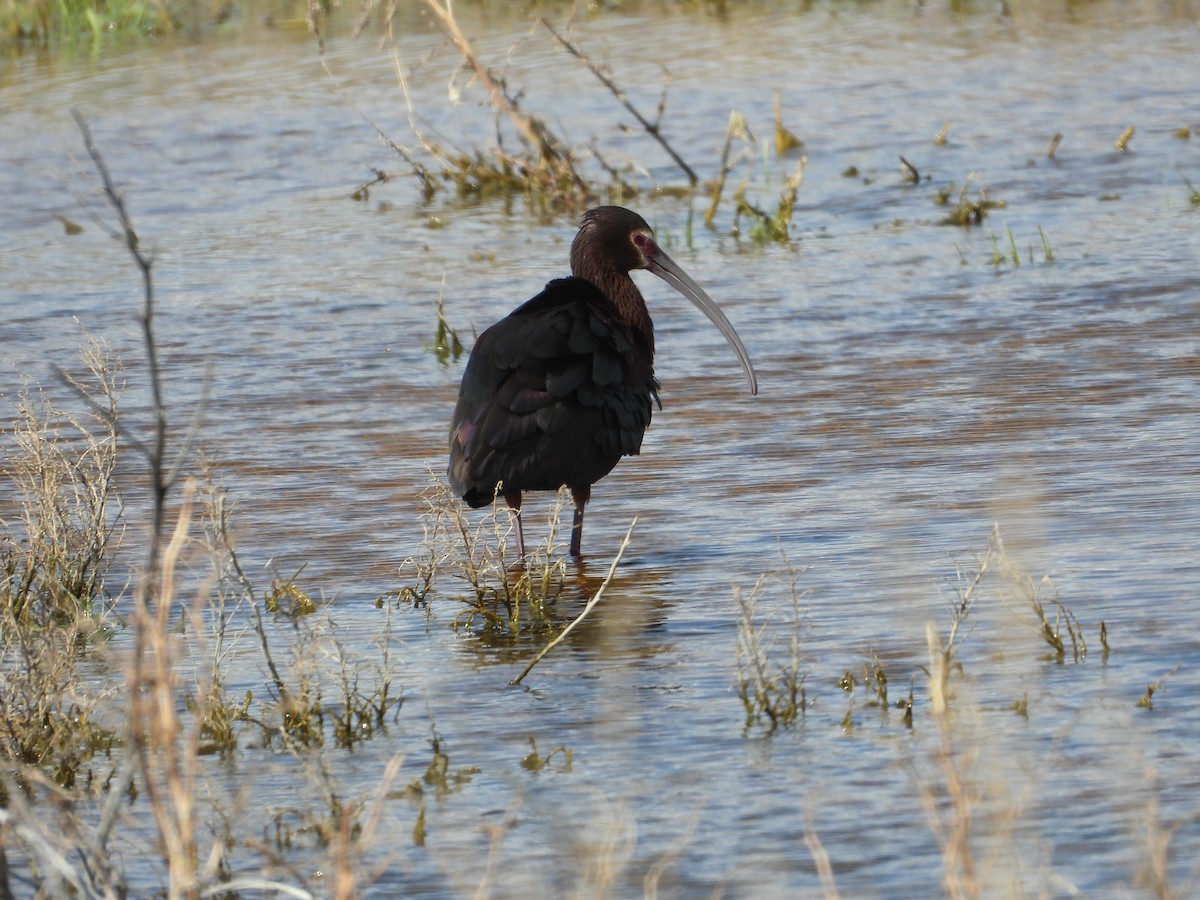 White-faced Ibis - ML620517175