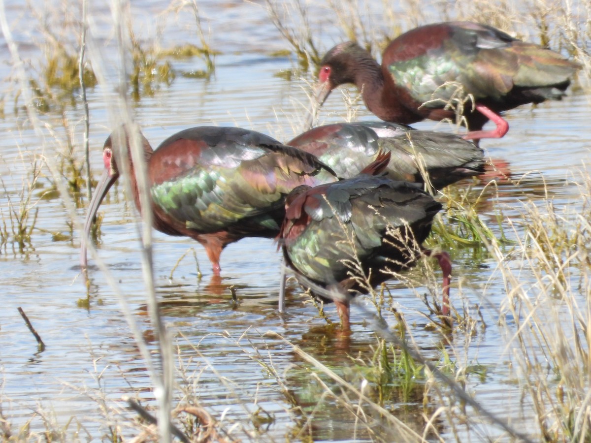 White-faced Ibis - ML620517178