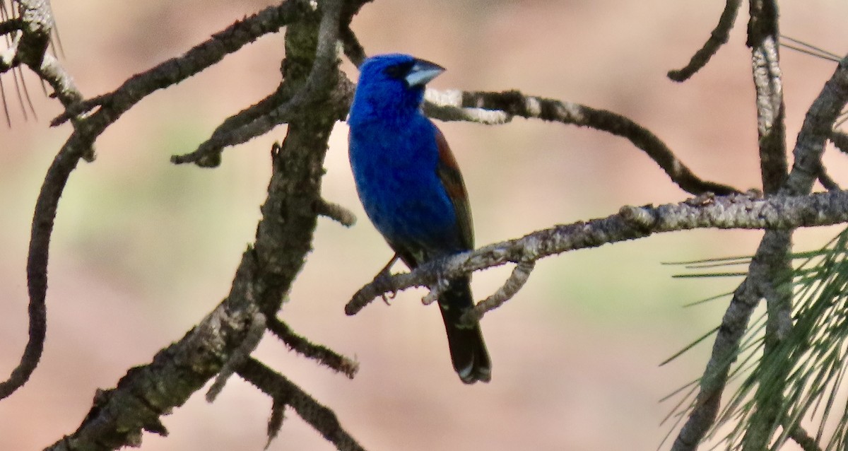 Blue Grosbeak - ML620517179