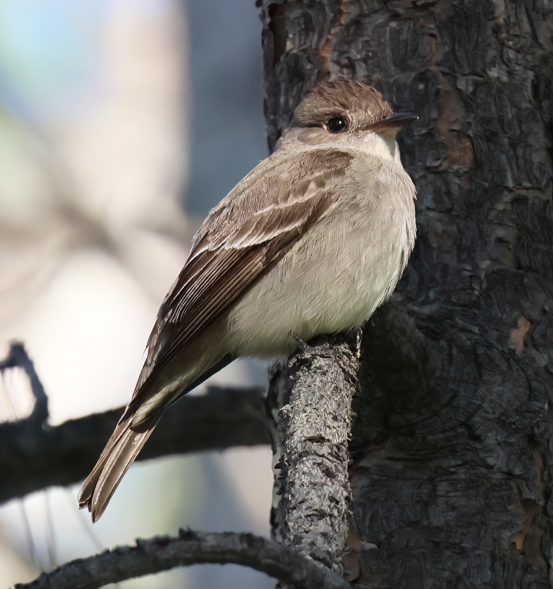 Western Wood-Pewee - ML620517184