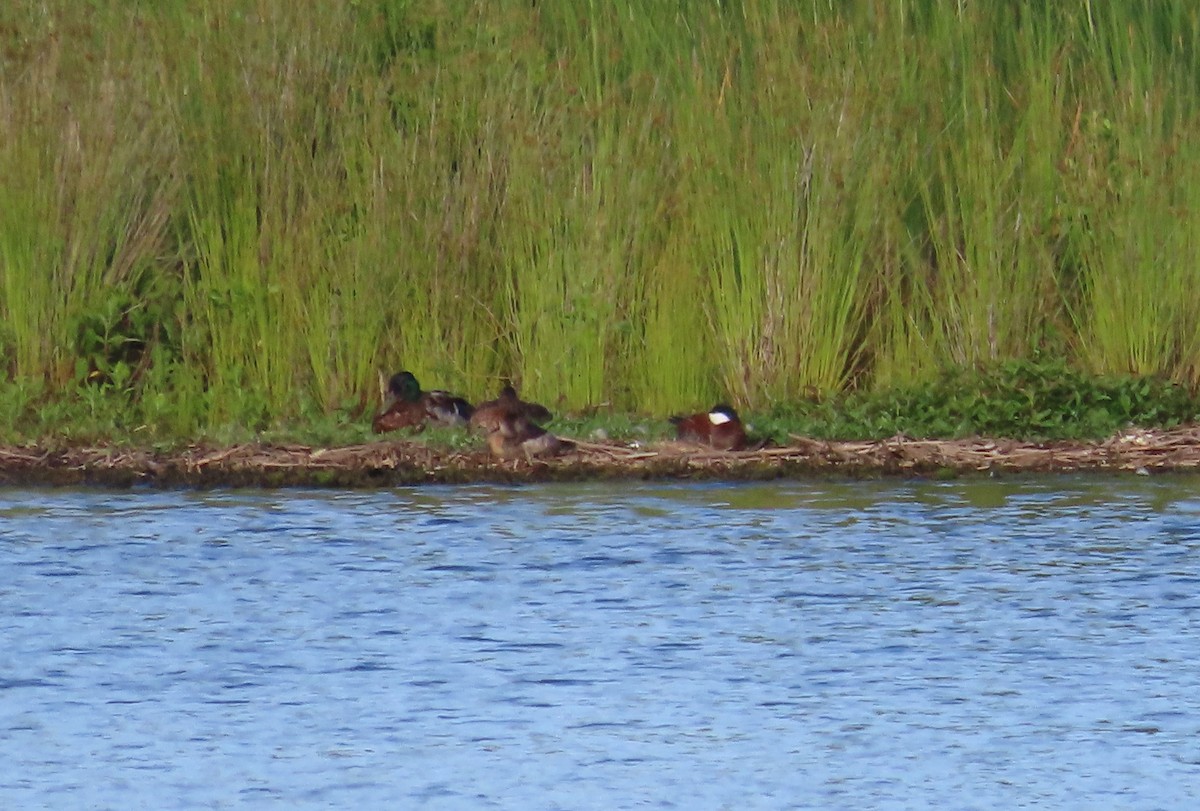 Ruddy Duck - ML620517185