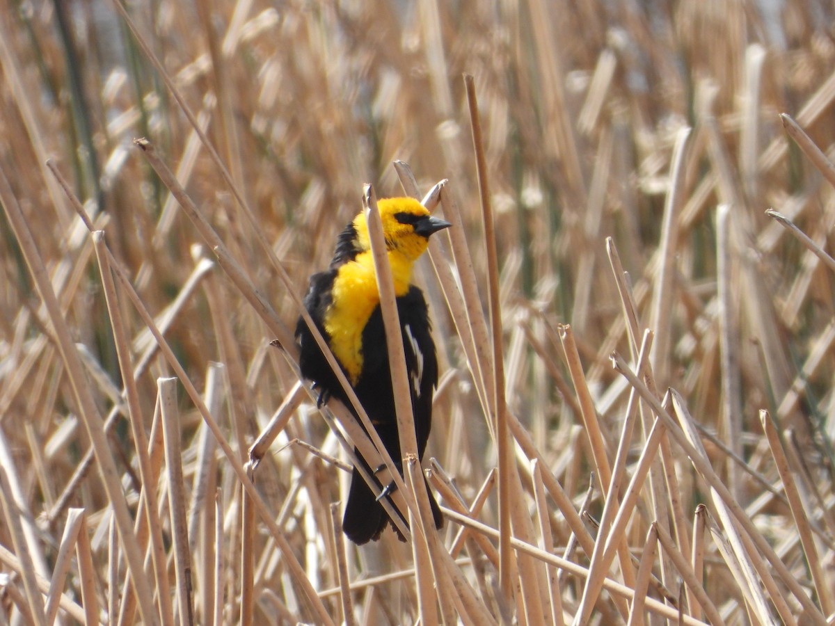 Yellow-headed Blackbird - ML620517188