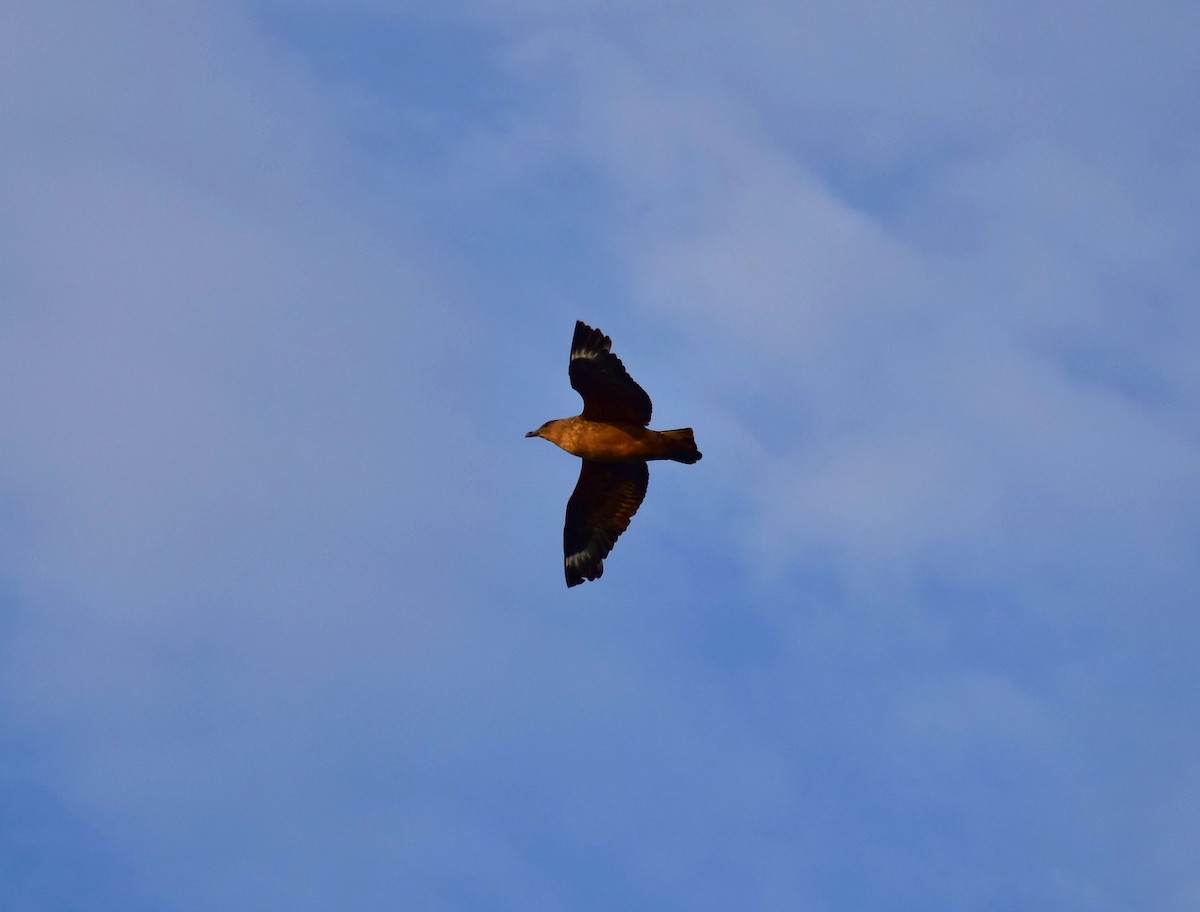 Chilean Skua - ML620517189