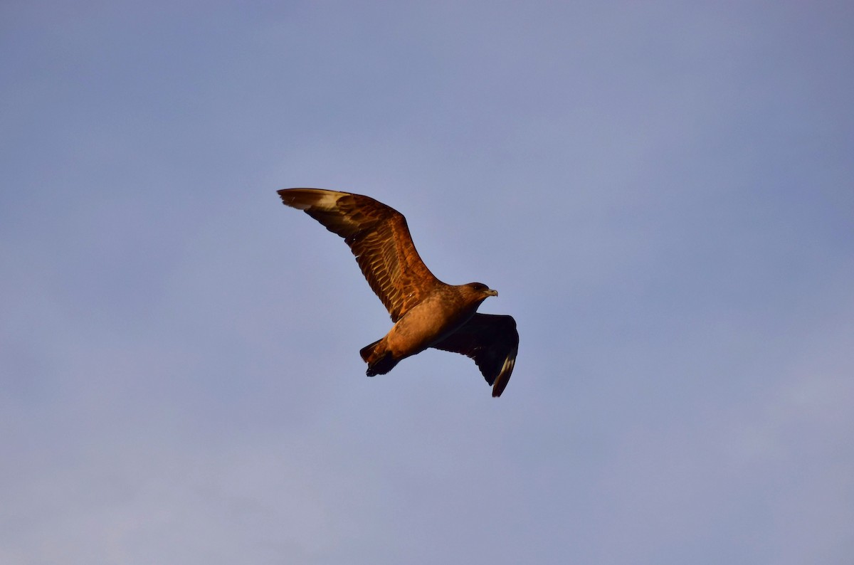 Chilean Skua - ML620517190