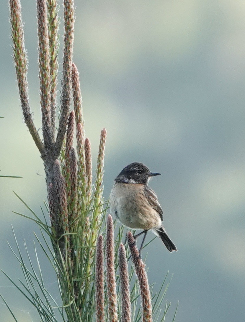 European Stonechat - ML620517194