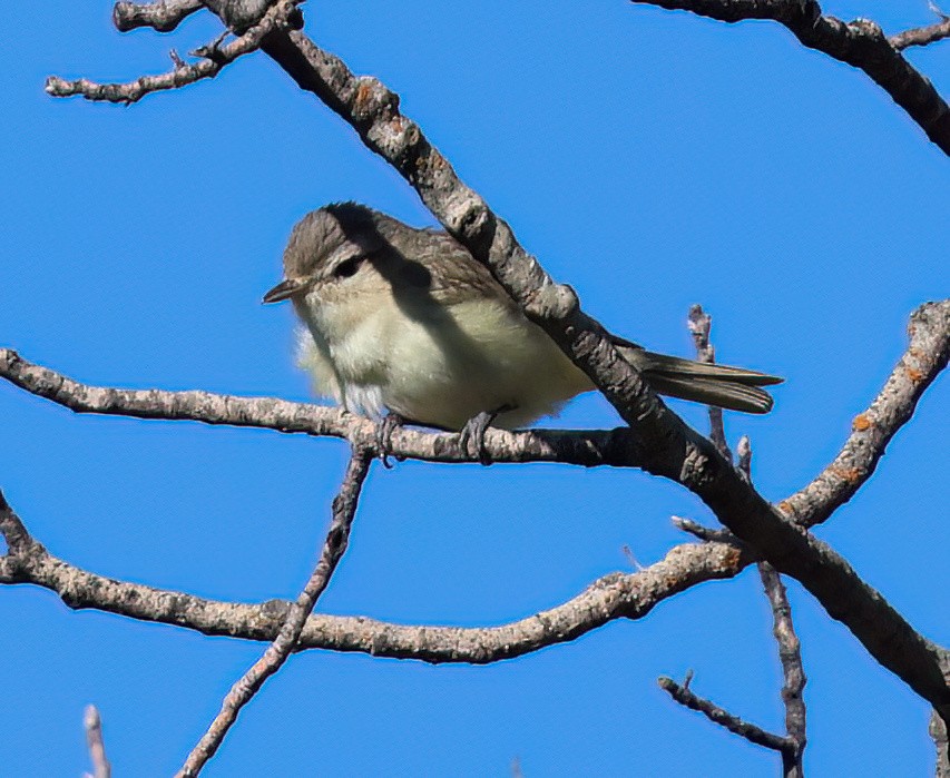 Warbling Vireo - ML620517195