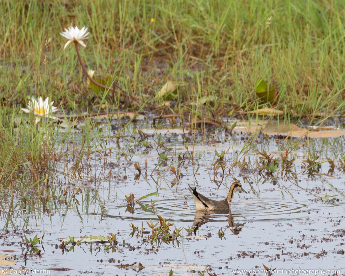 Pheasant-tailed Jacana - ML620517196