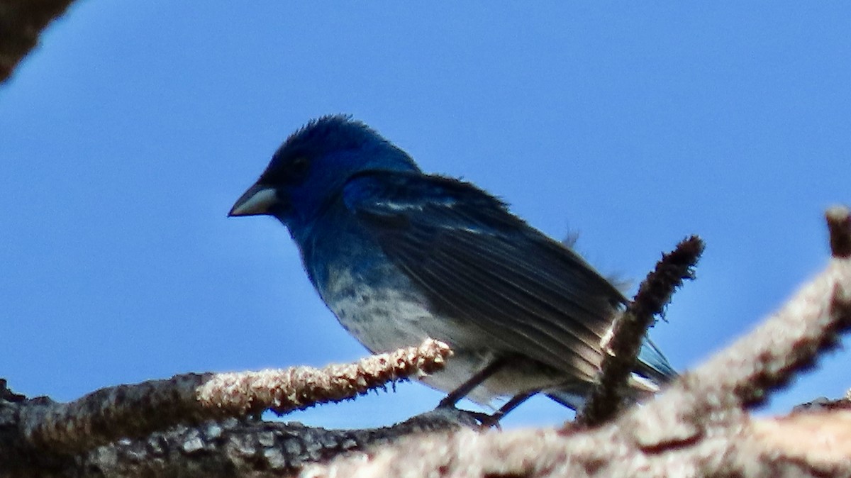 Lazuli x Indigo Bunting (hybrid) - ML620517199