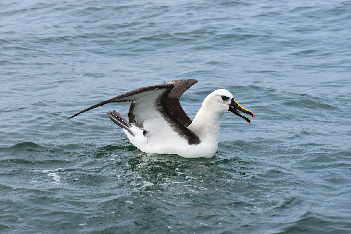 Atlantic Yellow-nosed Albatross - ML620517203