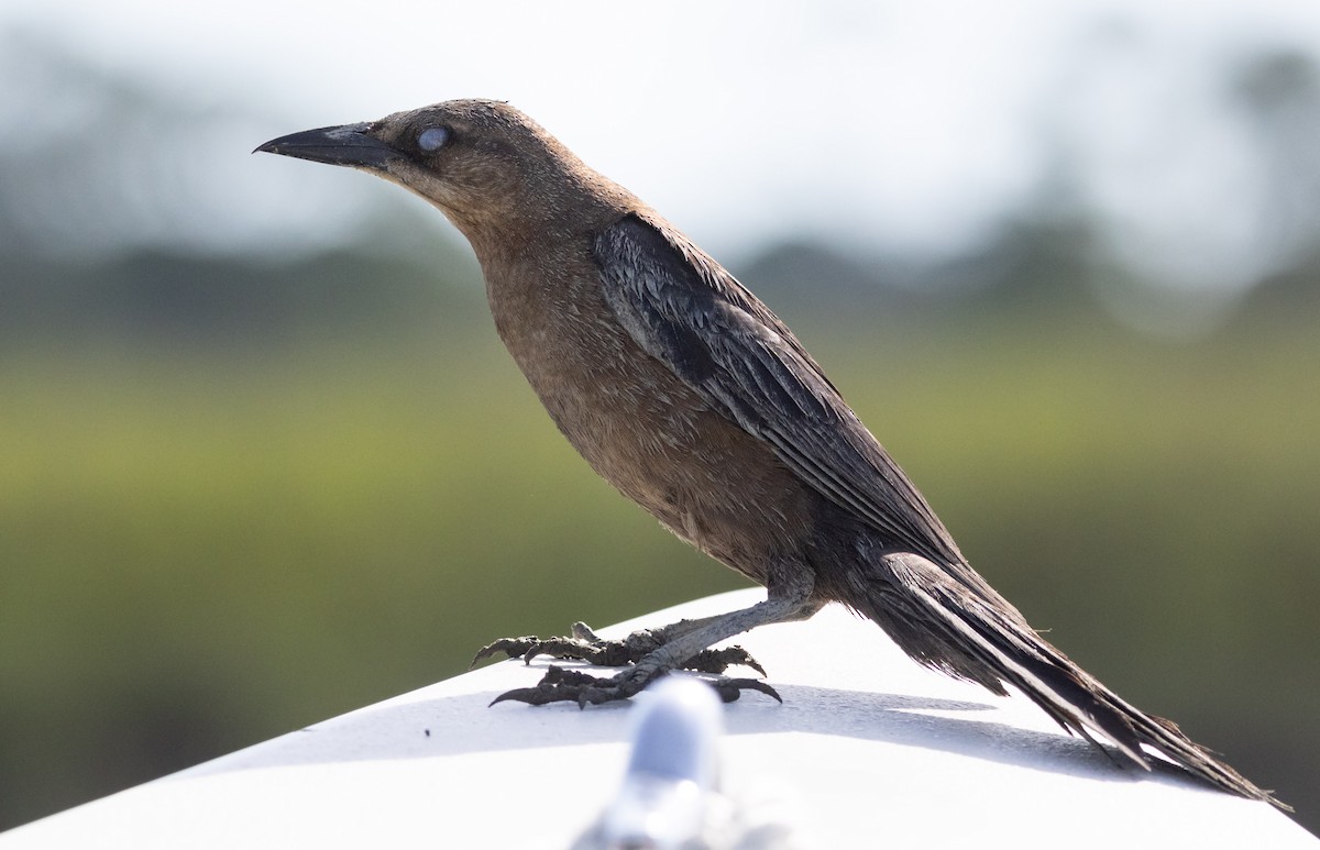 Boat-tailed Grackle - ML620517212