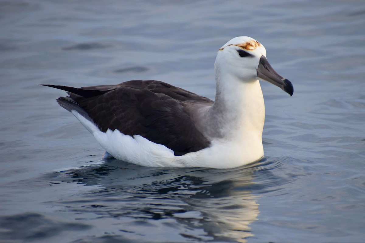 Black-browed Albatross - ML620517214