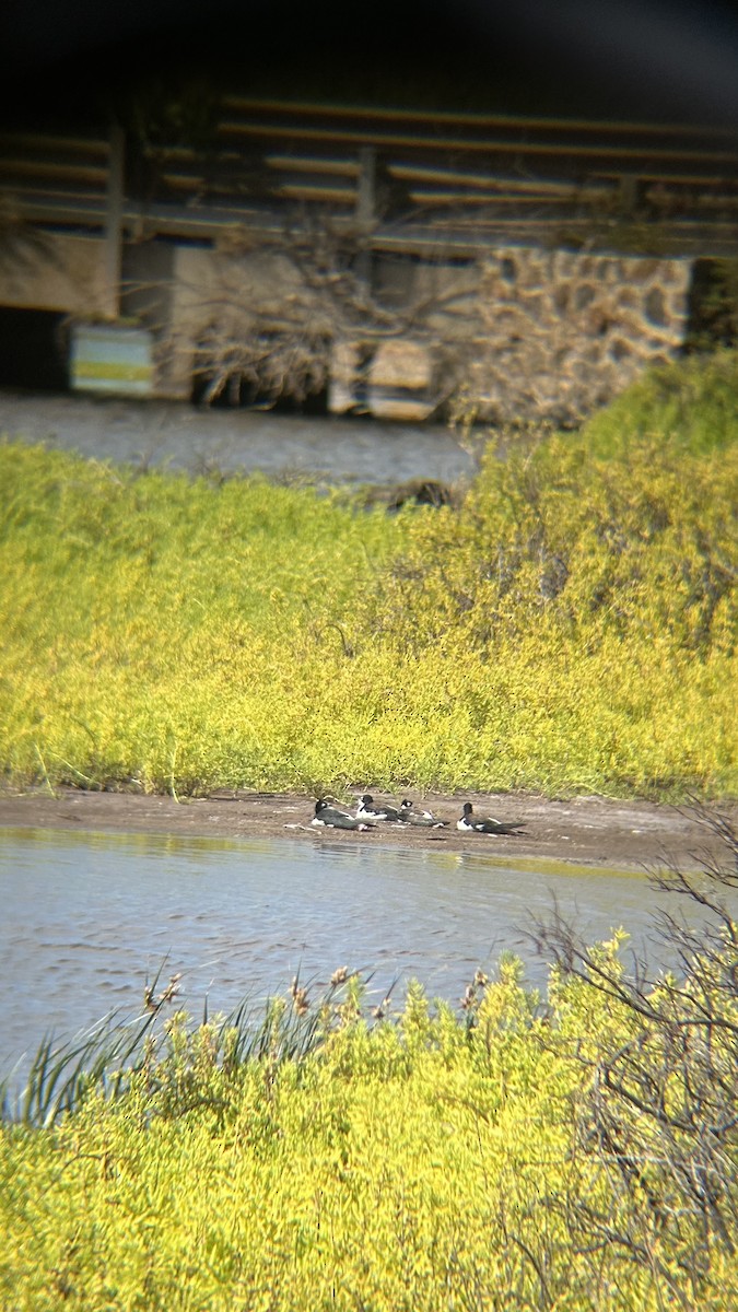 Black-necked Stilt (Hawaiian) - ML620517215