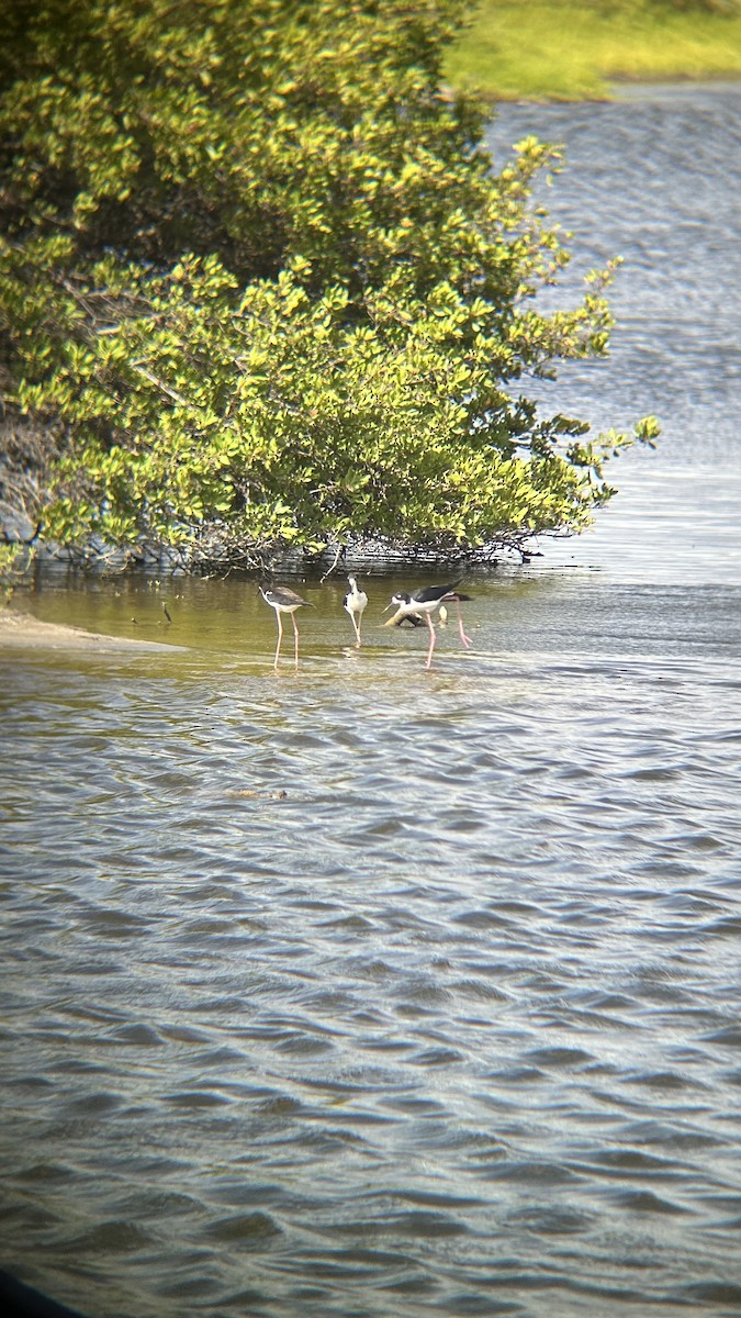 Black-necked Stilt (Hawaiian) - ML620517217